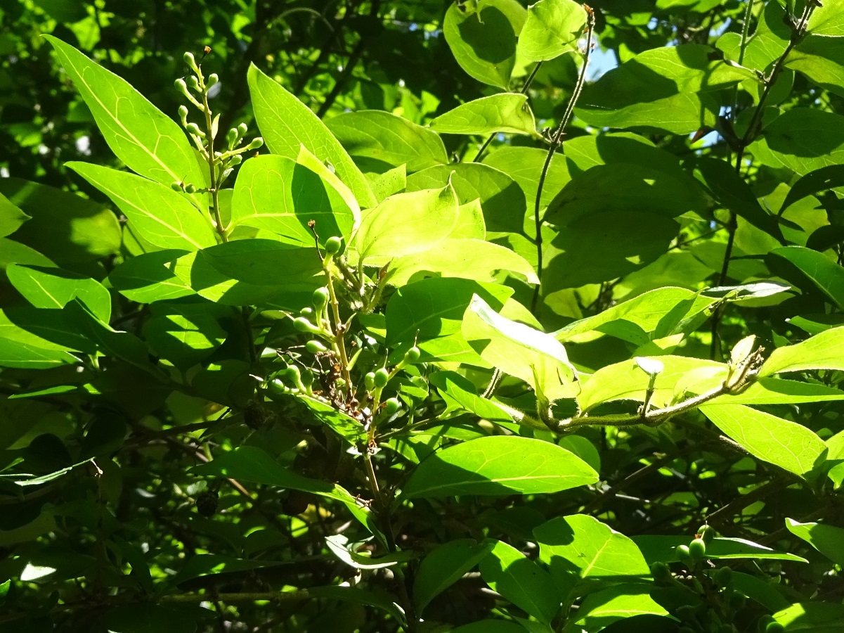 Ligustrum ovalifolium (Oleaceae)